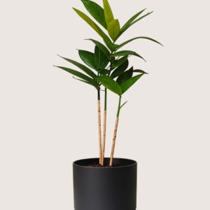 Dracaena Surculosa Plant 3 Product Image