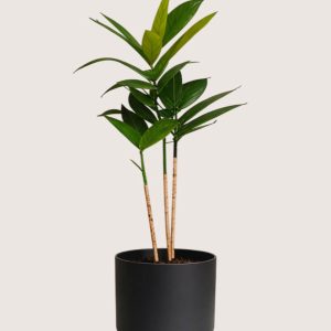 Dracaena Surculosa Plant 4 Product Image