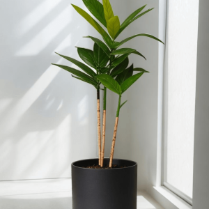 Dracaena Surculosa Plant 5 Product Image