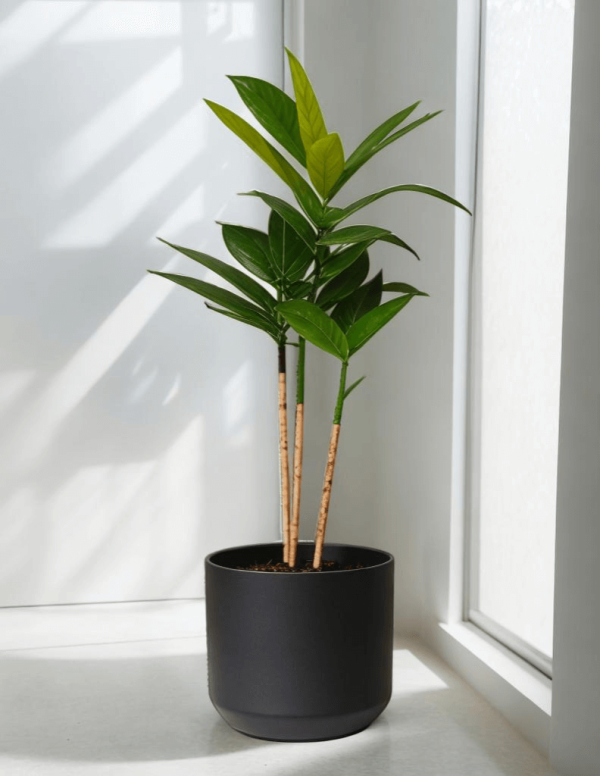 Dracaena Surculosa Plant 2 Product Image